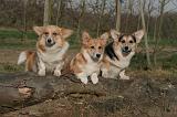 CORGI PEMBROKE 1412